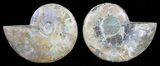 Polished Ammonite Pair - Agatized #59434-1